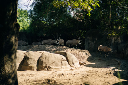 Blackbuck Antelope cervicapra in a beautiful zoo in the center of the Mexican capital, Mexico City. High quality photoの写真素材
