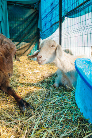 sheep in a pen in Turkey. High quality photoの写真素材