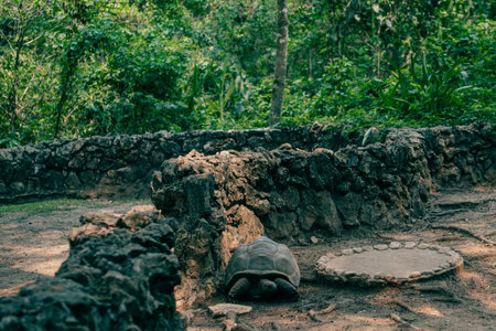 large turtles in the park. High quality photoの写真素材