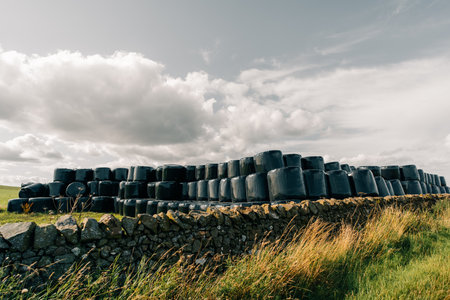 Hay packed in black polyethylene PVC packaging lies on the field on green grass on a sunny summer day. High quality photoの写真素材