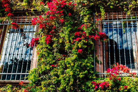 growing on facade with flowers. High quality photo