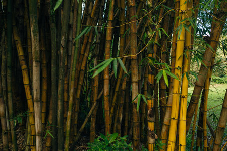 Lanscape of bamboo tree in tropical rainforest, hawaii. High quality photoの写真素材