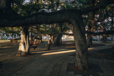 Lahaina, HI, USA - 09/03/2023 - The Worlds Largest Banyan Tree - Lahaina, HI MAUI. High quality photoの写真素材