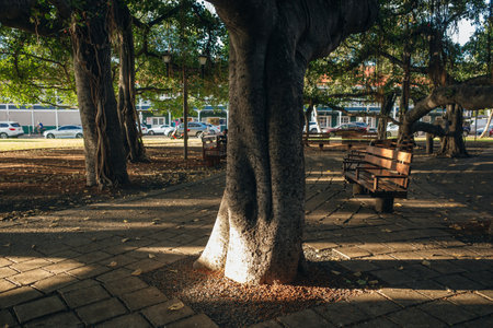 Lahaina, HI, USA - 03.09.2023 - The Worlds Largest Banyan Tree - Lahaina, HI MAUIの写真素材