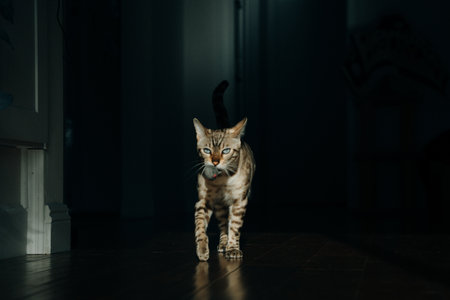 Beautiful stylish Bengal cat. Animal portrait. Playful cat. Bengal cat is lying on the floor.の写真素材