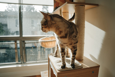 Beautiful stylish Bengal cat. Animal portrait. Playful cat. Bengal cat is lying on the floor.の写真素材