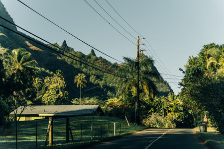 road through a forest, Kauai, Hawaii, United States of America. High quality photoの写真素材