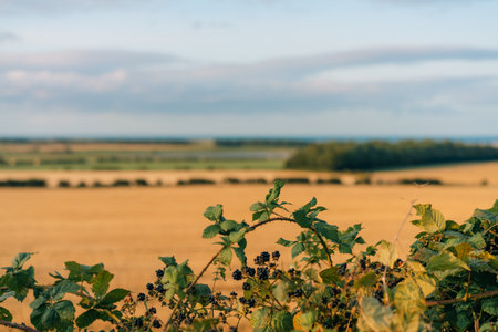 blackberries in the fields in England. High quality photoの写真素材