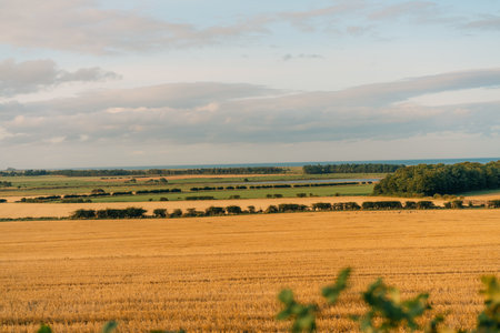 yellow dry fields in uk. High quality photoの写真素材