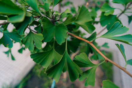 Green ginko biloba leaves. High quality photo