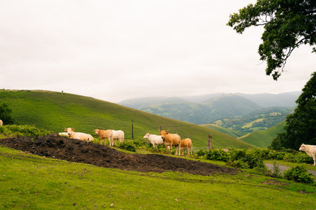 cows behind the wire in the mountains of Spain. High quality photo