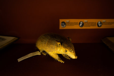 BUENOS AIRES, MARCH 9th 2023 exhibitions in the Museum of natural science. High quality photoのeditorial素材