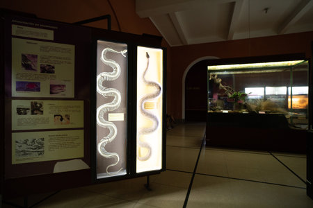 BUENOS AIRES, MARCH 9th 2023 exhibitions in the Museum of natural science. High quality photoのeditorial素材