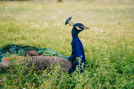 Beautiful peacock hidding his head. High quality photoの写真素材