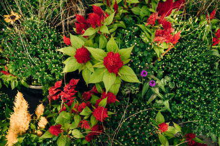 Bright red flowerheads of the feather celosia plant in the garden. High quality photoの写真素材