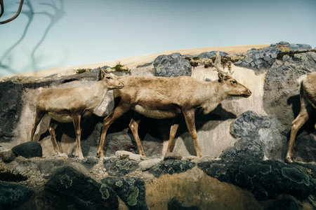 Winnipeg, Manitoba, Canada - may 2 2024 The Manitoba Museum. High quality photoのeditorial素材