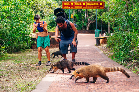 Coatis among tourists at Iguacu (Iguazu) falls on a border of Brazil and Argentina. High quality photoのeditorial素材