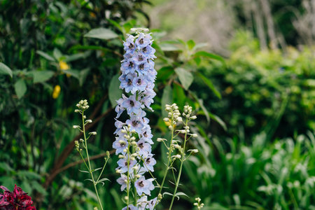 Blue delphinium flower as nice natural background. High quality photoの写真素材