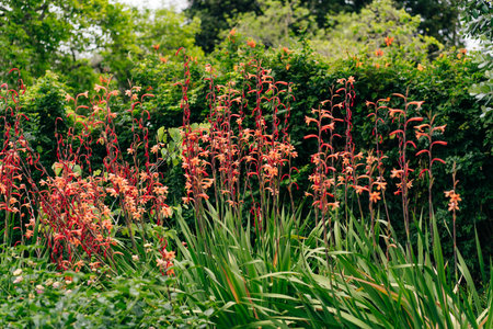 Scientific name Chasmanthe floribunda and common name African flag blossom plants in the park. High quality photoの写真素材