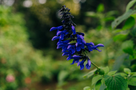 Salvia officinalis. Purple sage flowers in the garden. High quality photoの写真素材