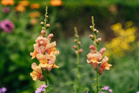 Light orange snapdragon Antirrhium majus flowers close up. High quality photoの写真素材