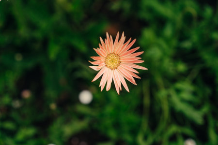 Close up of a Bright Orange Gavinea flower in full bloom against lush green foliage. High quality...