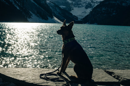 portrait of a young german shepherd on Lake Louise, Banff National Park, canada.の写真素材