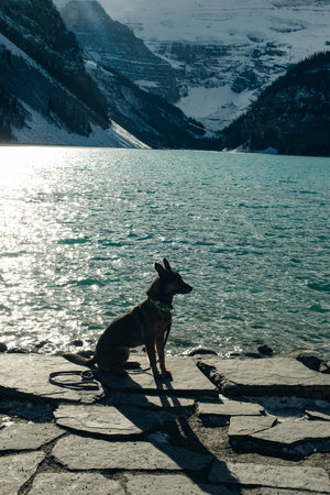 portrait of a young dog on Lake Louise, Banff National Park, canada.の写真素材