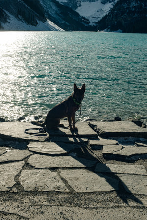 portrait of a young german shepherd on Lake Louise, Banff National Park, canada.の写真素材