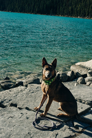 portrait of a young german shepherd on Lake Louise, Banff National Park, canada.の写真素材