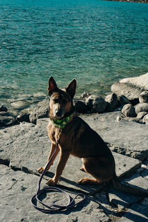 portrait of a young german shepherd on Lake Louise, Banff National Park, canada.の写真素材