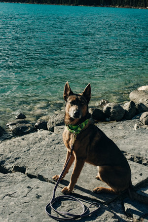 portrait of a young dog on Lake Louise, Banff National Park, canada.の写真素材