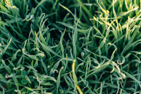 frost on the grass at dawn. High quality photoの写真素材