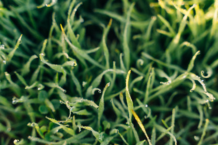 frost on the grass at dawn. High quality photo