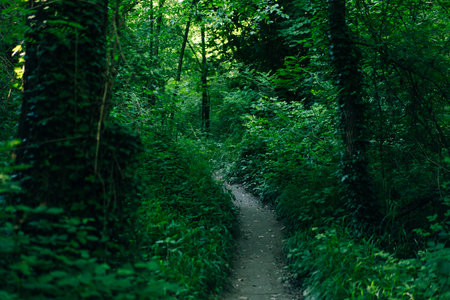 Via Degli Dei hiking trail in Italy. from Bologna to Florence. Ancient Roman path. High quality...