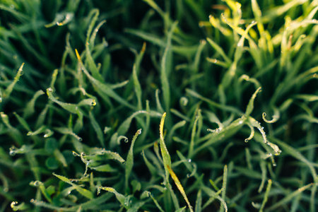 frost on the grass at dawn. High quality photoの写真素材
