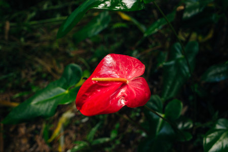 Anthurium is a heart-shaped red flower. The dark green leaves as the background. High quality photo