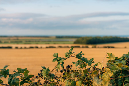 blackberries in the fields in England. High quality photoの写真素材
