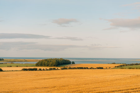yellow dry fields in uk. High quality photoの写真素材