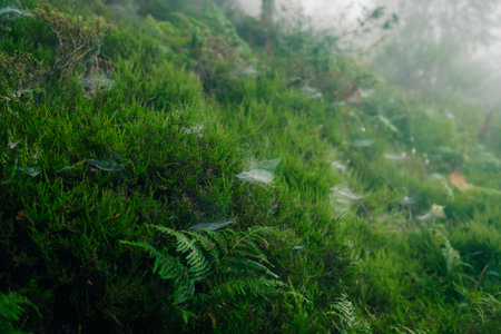 fern with cobwebs in a foggy forest. High quality photoの写真素材