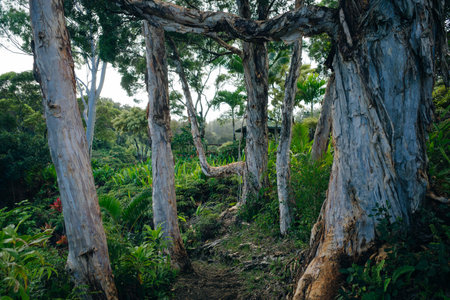 path through a tropical garden in Maui Hawaii. High quality photoの写真素材