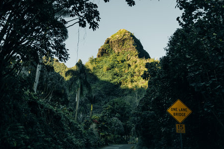 road through a forest, Kauai, Hawaii, United States of America. High quality photoの写真素材
