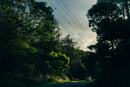 Winding road surrounded by trees and power lines, with a car driving through.の写真素材