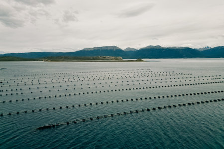 Low angle drone image of a fish farm. Dark patches under the water show thousands of fish swarming to the surface to eat food pellets sprayed from above. High quality photoの写真素材