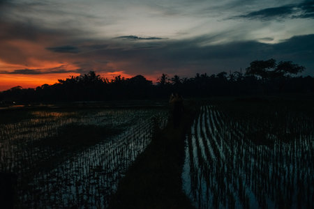 Rice field coconuts reflection water Bali, Indonesia. High quality photoの写真素材