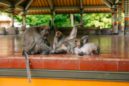 Adult monkeys sitting and eating banana fruit in the forest. Monkey forest, Ubud, Bali, Indonesia.の写真素材