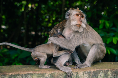 Adult monkeys sit and eat banana fruit in the forest. Monkey forest, Ubud, Bali, Indonesia.の写真素材