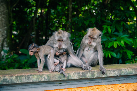 Adult monkeys sitting and eating banana fruit in the forest. Monkey forest, Ubud, Bali, Indonesia....