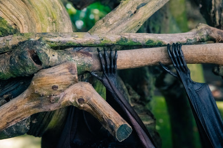 Fruit bat on Bali in Indonesia. Male bat. High quality photoの写真素材