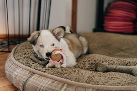 black and white puppy playingの写真素材